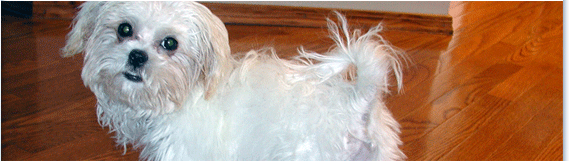 Spay Neuter Assistance Program