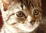 Spay Neuter Assistance Program