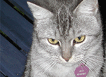 Spay Neuter Assistance Program
