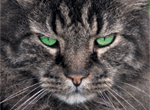 Spay Neuter Assistance Program