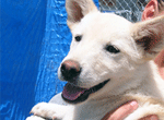Spay Neuter Assistance Program