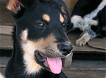 Spay Neuter Assistance Program