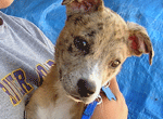 Spay Neuter Assistance Program