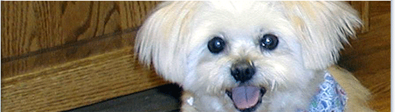 Spay Neuter Assistance Program